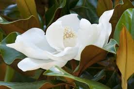 Image result for Pupalia grandiflora