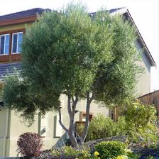 Arbequina Olive Tree Arbequina Olive Tree Olive Tree Ornamental Trees