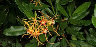 Image result for Strophanthus speciosus