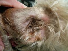 How to apply and remove · you want to make sure your skin is dry. Plucking Dog Ear Hair Diy Dog Grooming