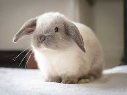 The Mini Lop Rabbit Breed Information Cost Facts Uk Pets