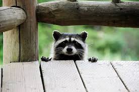 I Felt Someone Watching Me Looked Up From My Computer And Saw A Raccoon Looking At Me Through The Front Window This Animals Animals Beautiful Cute Animals
