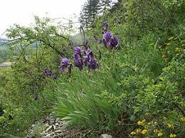 When he was seven months old, his mother died, and his father sent him to live with his maternal aunt and uncle. Deutsche Schwertlilie Austriawiki Im Austria Forum