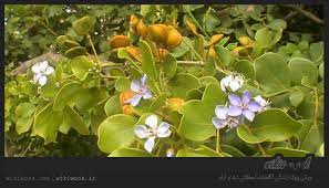 گیاک یکی از گیاهان دارویی می باشد که دارای خاص بسیاری است و در این مطلب میخواهیم با خواص بینظیر این گیاه دارویی آشنا شویم herbalism plants in this moment