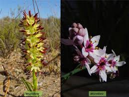 Image result for Colchicaceae