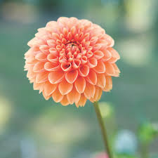 Floom helps you send stunning flowers by local independent florists. Dramatic Dahlias Flower Magazine