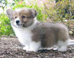 The Daily Corgi Puppy Cam Ed The Corgi Corgi Cute Corgi Corgi Dog