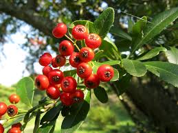 Image result for Pycnosphaera buchananii