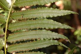 Image result for Ptisana