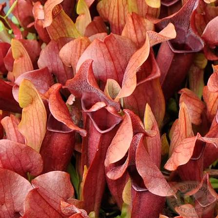 Pitcher Plant - Maroon