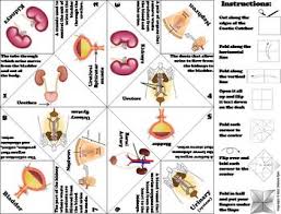 Urinary System Activity Human Body Systems Cootie Catcher Review Game