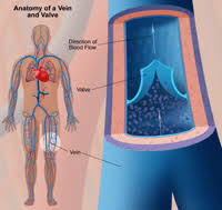 Blood in your veins has very little oxygen and is a dark red color that looks almost blue when covered by your skin. Varicose Veins Johns Hopkins Medicine