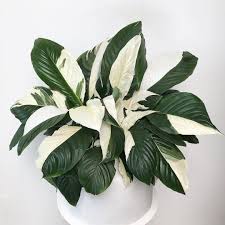 Which potting soil should i use? Picasso Spathiphyllum Peace Lily Plant Lily Plants Peace Lily