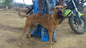 Pulicharal Kombai Puppies Place Rajapalayam Hound Dogs Facebook This is a theni native dog people will call them as kombai known for its unique qualities. rajapalayam hound dogs