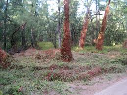 Image result for Sclerodactylon macrostachyum