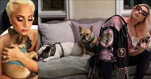 Lady gaga with her dogs in 2020. Dog Sitter In Hospital In Serious Condition Lady Gaga S Dogs Kidnapped The Singer Offers A Stratospheric Reward Ruetir