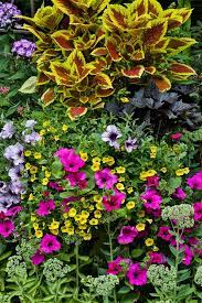 Overflowing Flower Pot With Million Bells Coleus And Petunia Flower Pots Petunias Flowers