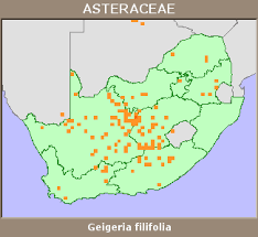 Image result for Geigeria filifolia