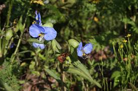 Image result for Commelina capitata