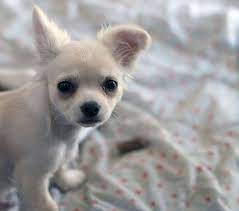 Perrito Blanco Animals Cute Chihuahua Chihuahua Love