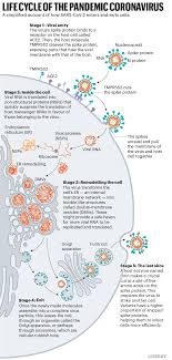 Download viral genome and protein sequences, annotation, and a data report from ncbi datasets. Daily Briefing How Sars Cov 2 Infects Cells