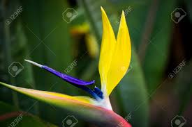 Image result for Strelitziaceae