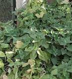 Catnip for cats in South Africa