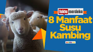 Susu kambing ini diambil dari jenis kambing etawa yang merupakan hasil persilangan antara kambing lokal indonesia. 8 Manfaat Susu Kambing Yang Wajib Kamu Ketahui Youtube