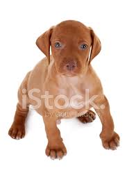 Macar Vizsla Isaretci Kopek Yavrusu Stok Fotograflari Freeimages Com