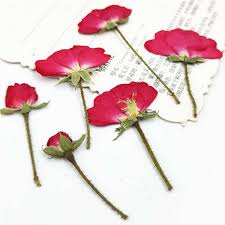 3 coating flowers in paraffin wax. 2019 Newest Chinese Rose On Stems Specimens Real Dried Flowers Candles 1 Lot 100 Pcs Free Shipment Wholesale Flowers Dried Flowersflower Flower Aliexpress