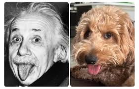 I'm pretty sure my Goldendoodle is Einstein!