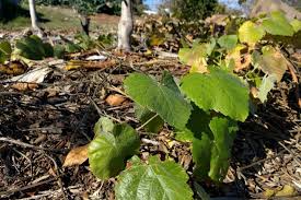 Image result for grapevine cuttings