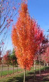 Armstrong Gold Maple Narrow Columnar Tree With Dense Deep Green Foliage Golden Orange In The Fall Flowering Trees Trees To Plant Ornamental Trees