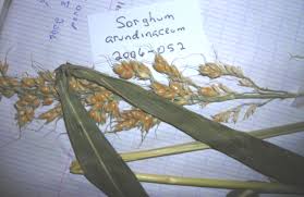 Image result for Sorghum arundinaceum