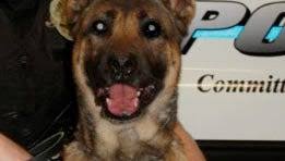 Dog retired from police force after attack