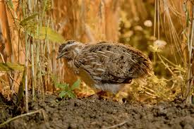 Krankheiten und verletzungen sind die folge. Wachtel Lbv Gemeinsam Bayerns Natur Schutzen