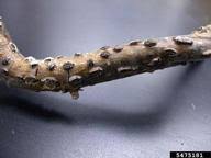 Eastern filbert blight is a fungal disease in hazelnut trees that causes cankers in infected branches, where spores grow and are dispersed by rain. Anisogramma Anomala Eastern Filbert Blight Bugwoodwiki