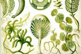 Image result for Musanga