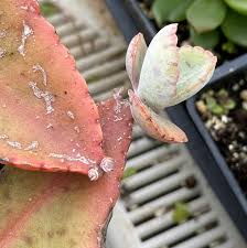 Image result for Kalanchoe gastonis-bonnieri