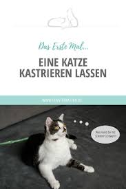 Dennoch folgen die vierbeiner ihren instinkten und vermehren sich immer weiter. Das Erste Mal Eine Katze Kastrieren Lassen Das Erste Mal Katzen Katzenhaltung Katzenpflege