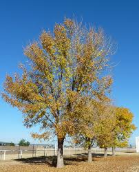 Ash Tree Identification How To Identify White Black Ash Trees