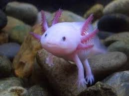 Seven Strange Almost Extinct Animals Unseen Weird Sea Creatures Unusual Animals Weird Animals
