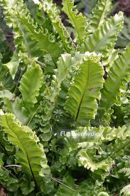 Image result for Asplenium currorii
