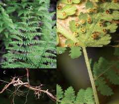 Image result for Dennstaedtiaceae