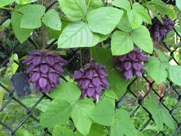 Image result for Cyclocarpa