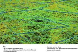 structure & function of plant cell overview the term cell is derived from the latin 'cella' means storeroom or chamber. Cell Wall Biomechanics A Tractable Challenge In Manipulating Plant Cell Walls Fit For Purpose Sciencedirect