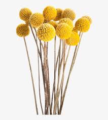 Maybe you would like to learn more about one of these? Fotki Fall Flowers Dried Flowers Yellow Flowers Craspedia Billy Balls Free Transparent Png Download Pngkey