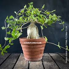 Image result for Fockea angustifolia