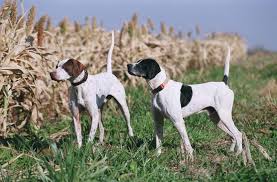 Pin By Costantino On Animali Di Tutte Le Specie Upland Bird Hunting Bird Hunting Hunting Dogs