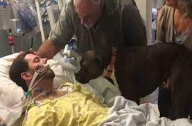 Http Www Athensmagazine Gr Article Videos 347217 Ragizei Kardies Skylos Apoxaireta Gia Panta To Agaphmeno Toy Dog Quotes Final Goodbye Saying Goodbye To Him